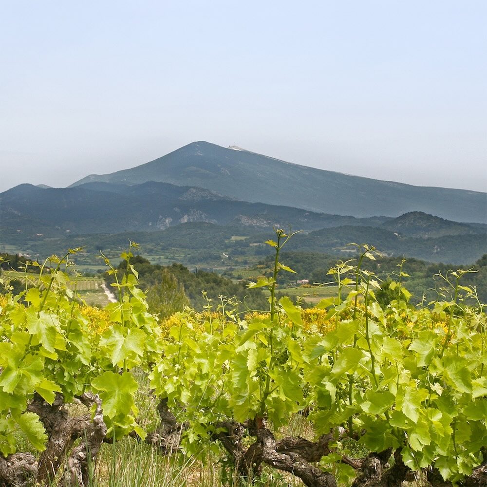 AOP ventoux